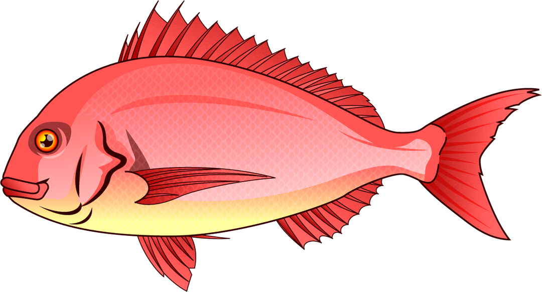 鯛イラスト
