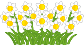 スイセンの花群生イラスト