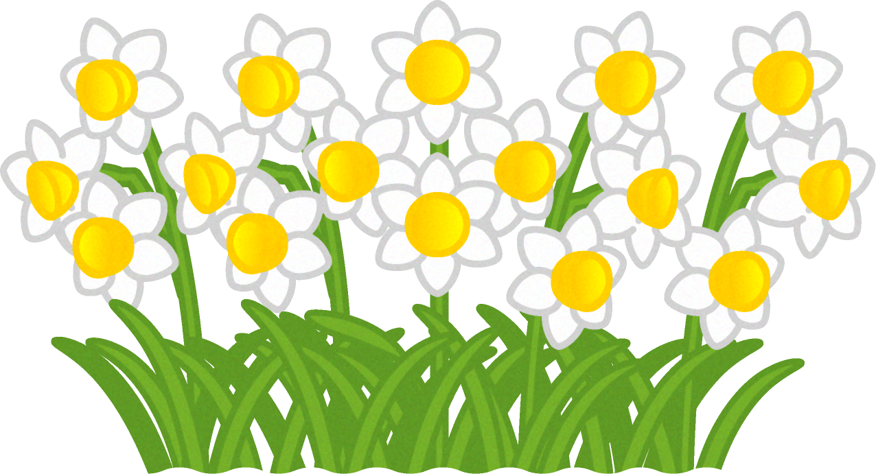 スイセンの花群生イラスト