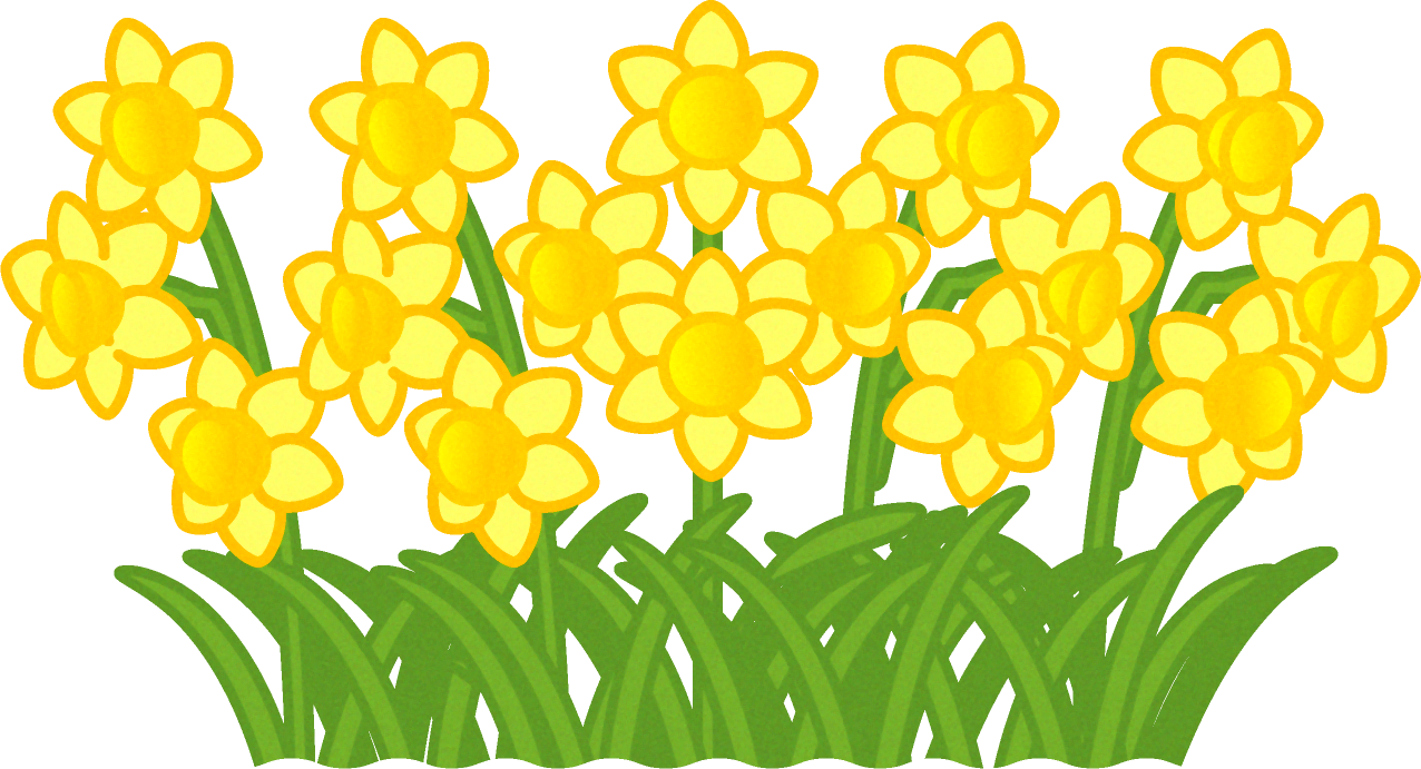 キスイセンの花群生イラスト