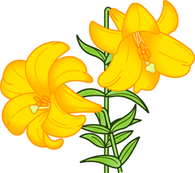 百合の花イラスト/黄色
