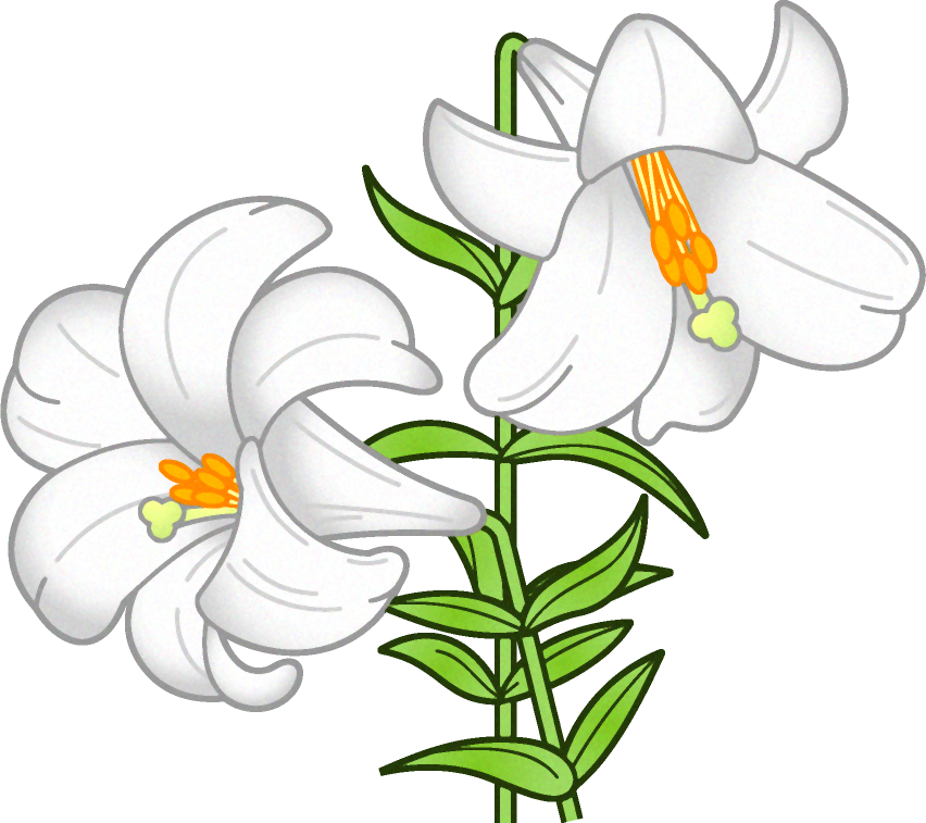 百合の花イラスト/白色