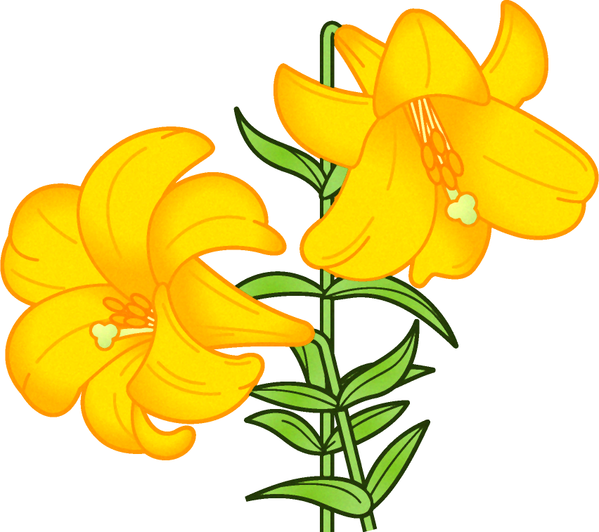 百合の花イラスト/黄色