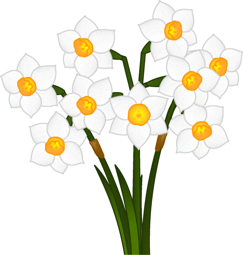水仙の花イラスト/白色