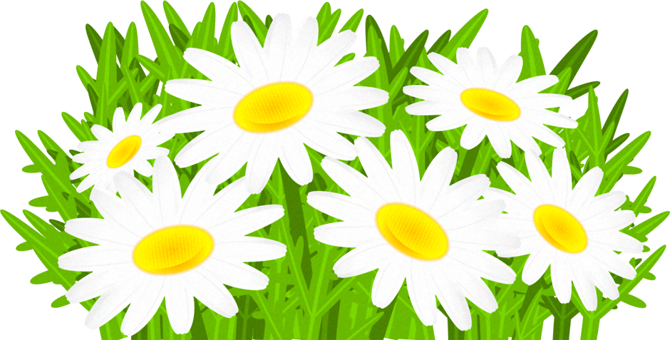 マーガレットの花イラスト