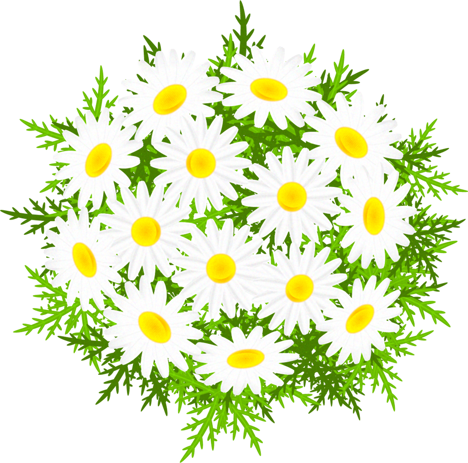 マーガレットの花イラスト/上